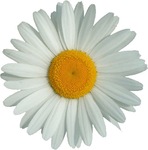 Органеллы растительной клетки